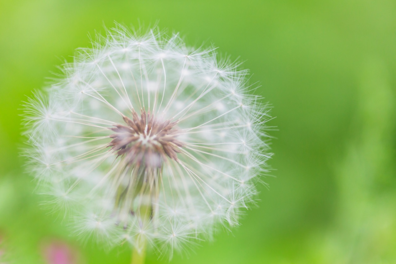 Las alergias, ese misterio…que podemos eliminar